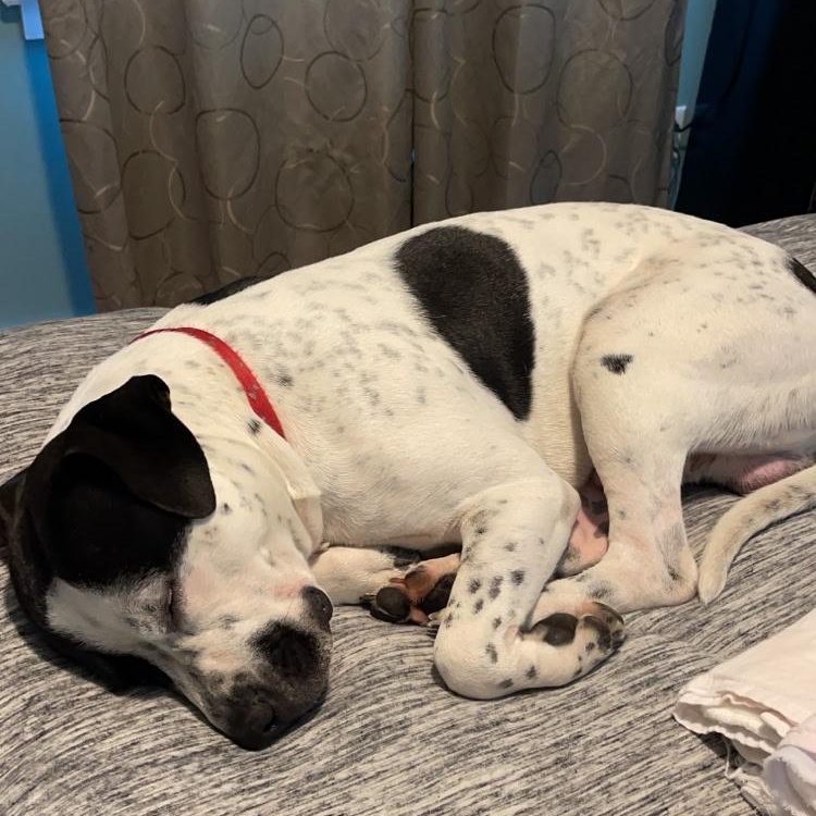 Baxter, a ADOPTABLE mixed breed in Midland, MI image 3/4