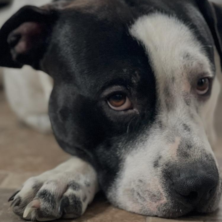 Baxter, a ADOPTABLE mixed breed in Midland, MI image 4/4