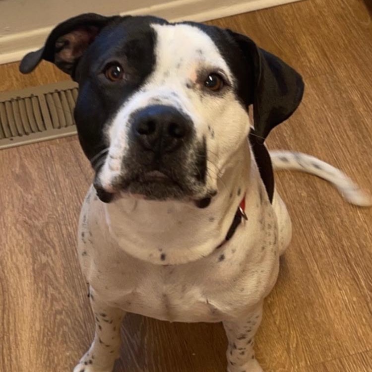 Baxter, a ADOPTABLE mixed breed in Midland, MI image 2/4