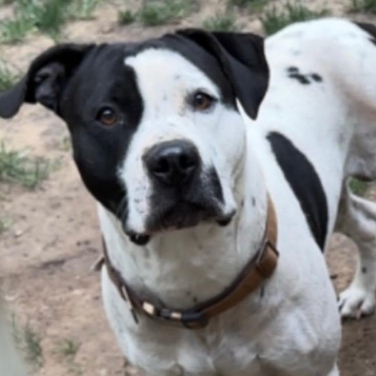 Baxter, ADOPTABLE, Adult Male Labrador Retriever & Pit Bull Terrier.