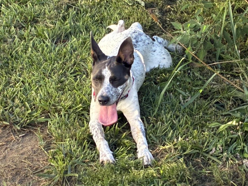 Enlarge Bell Bell, a Adoptable mixed breed in Racine, WI image 2/3