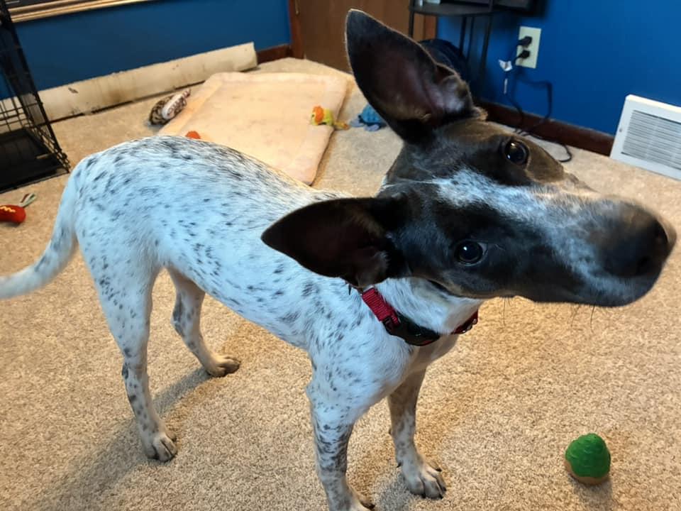 Enlarge Bell Bell, a Adoptable mixed breed in Racine, WI image 3/3