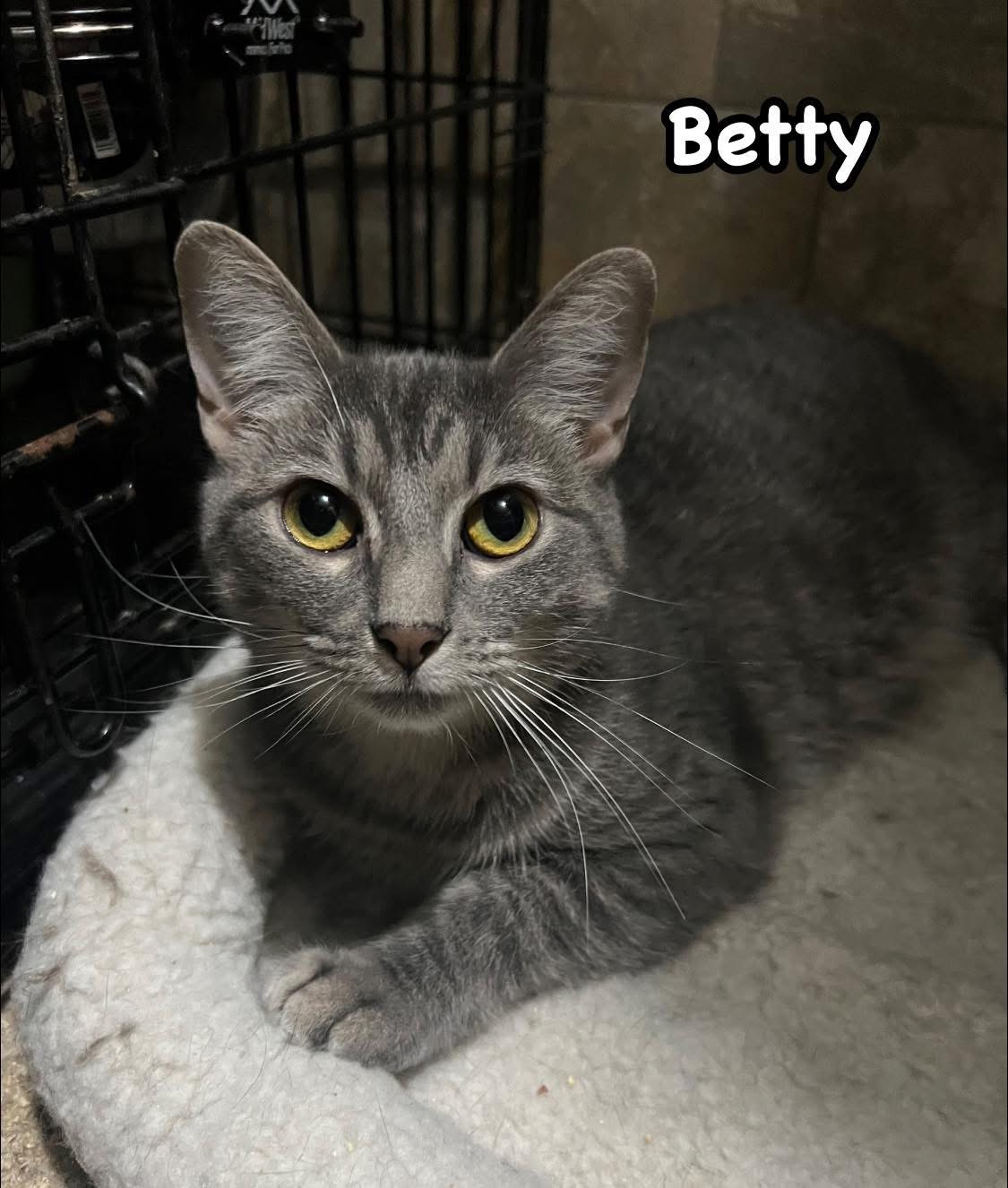 Betty, Adoptable, Young Female Silver.