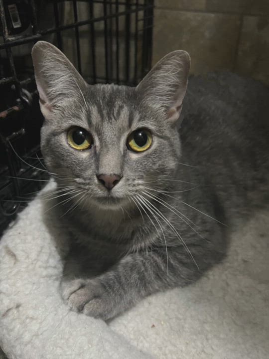 Enlarge Betty, a Adoptable Silver video 2/3