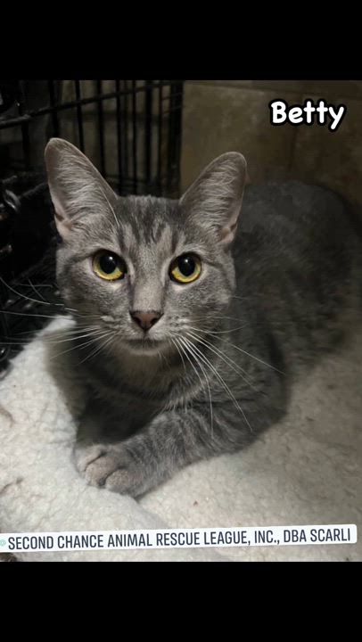 Enlarge Betty, a Adoptable Silver video 3/3