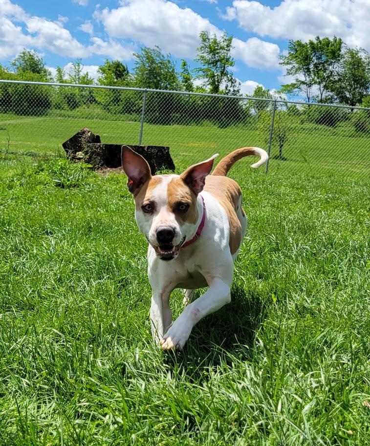 Gabby, a ADOPTABLE mixed breed in Lisbon, OH image 5/6