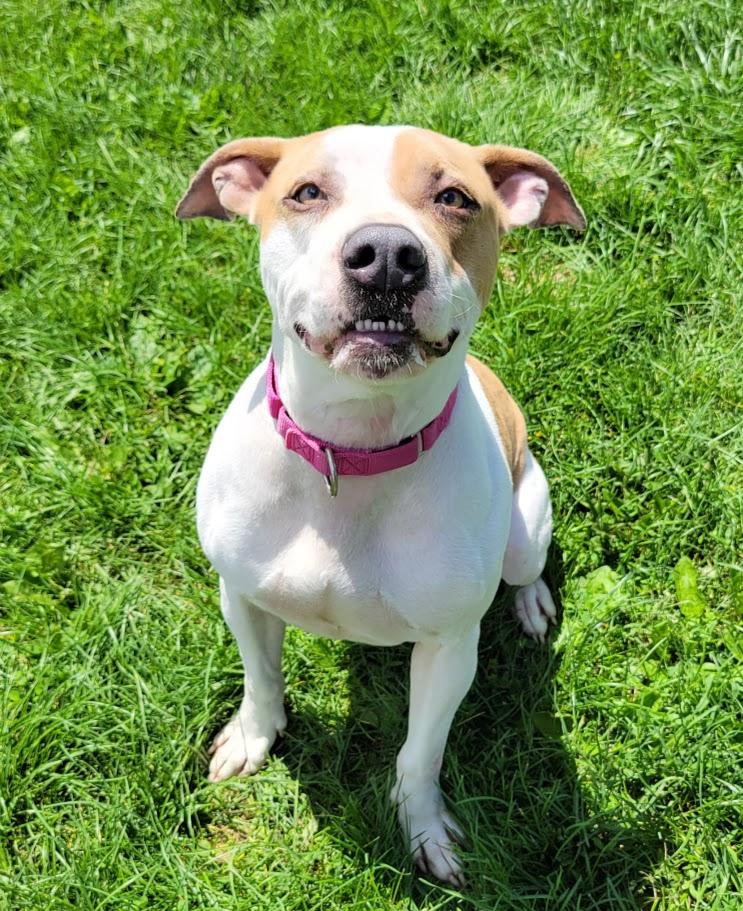 Gabby, a ADOPTABLE mixed breed in Lisbon, OH image 3/6