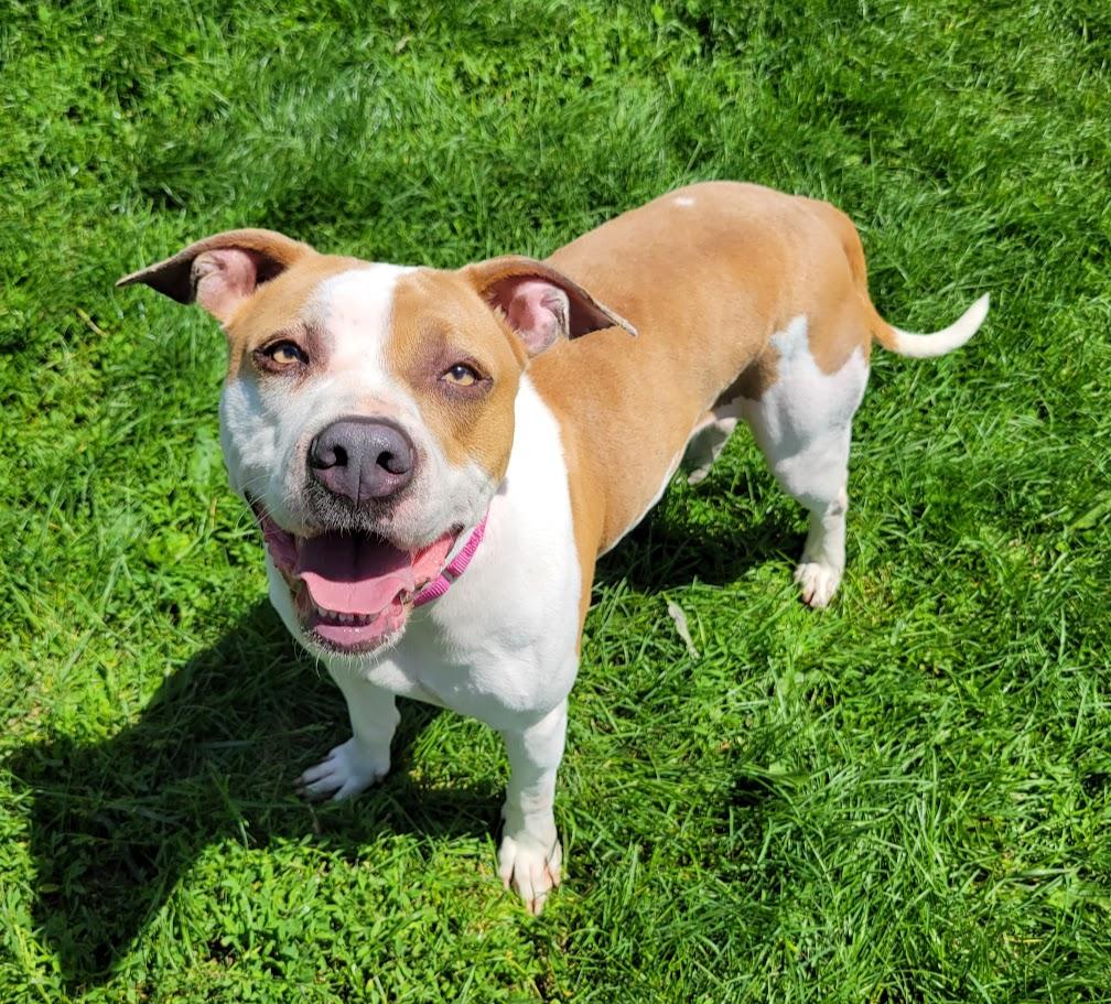 Gabby, a ADOPTABLE mixed breed in Lisbon, OH image 2/6