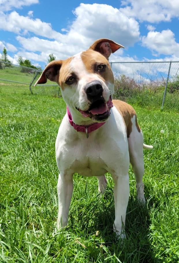 Gabby, a ADOPTABLE mixed breed in Lisbon, OH image 1/6