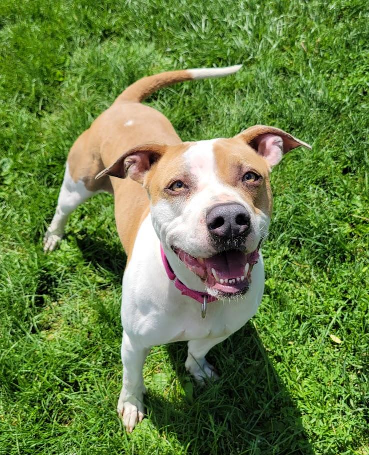 Gabby, a ADOPTABLE mixed breed in Lisbon, OH image 4/6