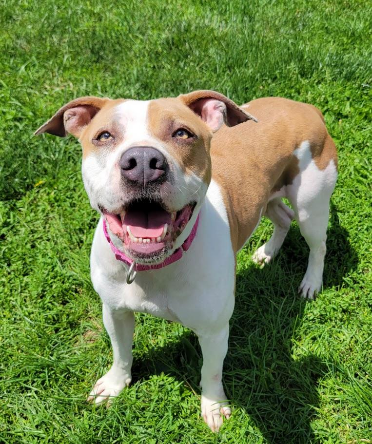 Gabby, a ADOPTABLE mixed breed in Lisbon, OH image 6/6