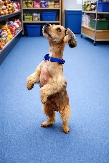 Enlarge Duncan, a Adoptable mixed breed in Long Beach, WA image 2/5