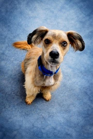 Enlarge Duncan, a Adoptable mixed breed in Long Beach, WA image 1/5