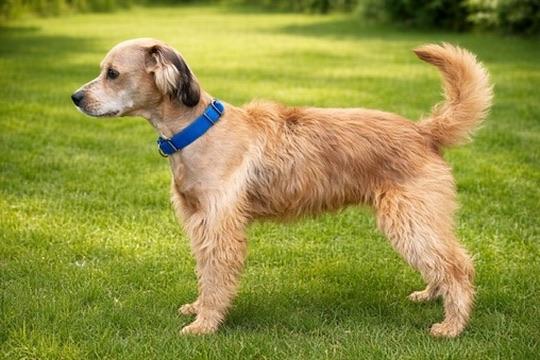 Enlarge Duncan, a Adoptable mixed breed in Long Beach, WA image 3/5