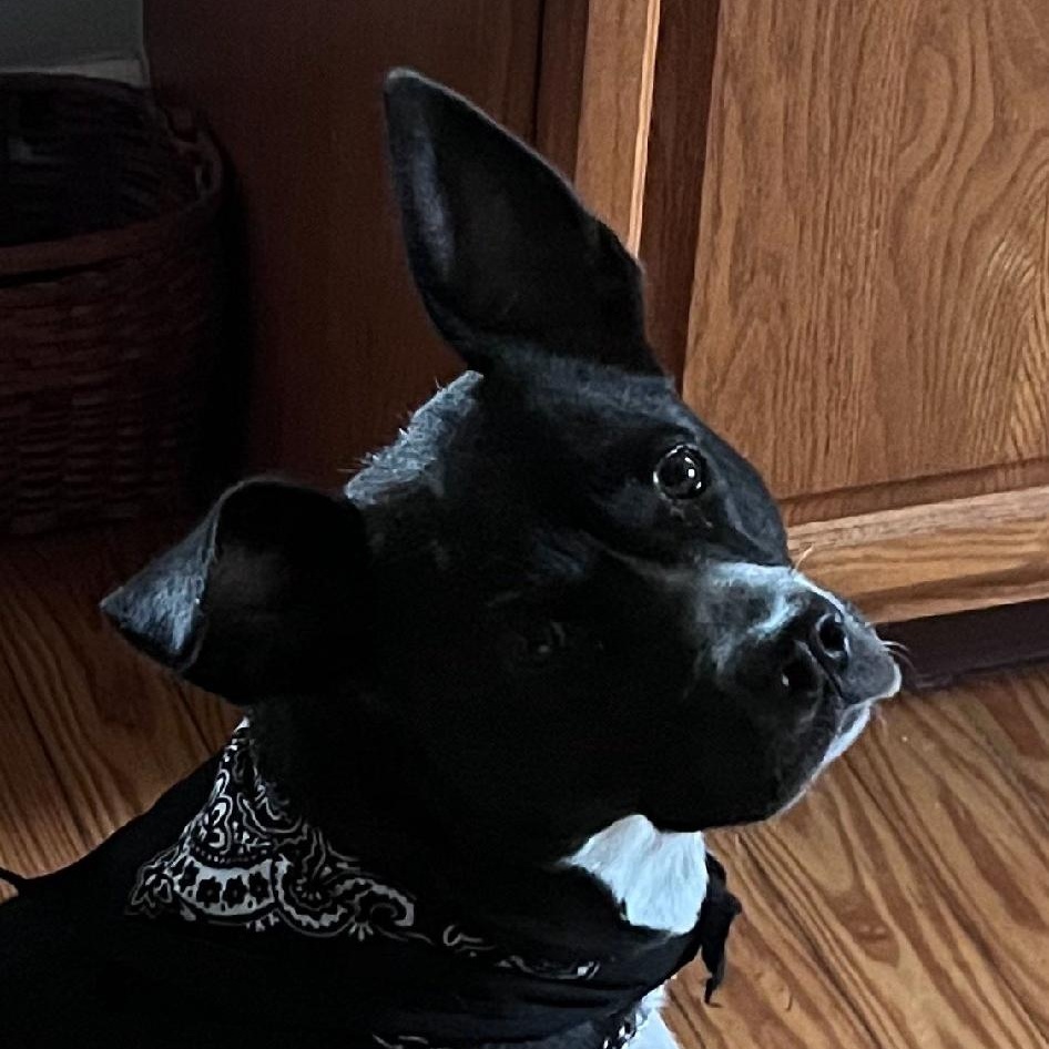 Bella, Adopted, Adult Female Black Labrador Retriever.