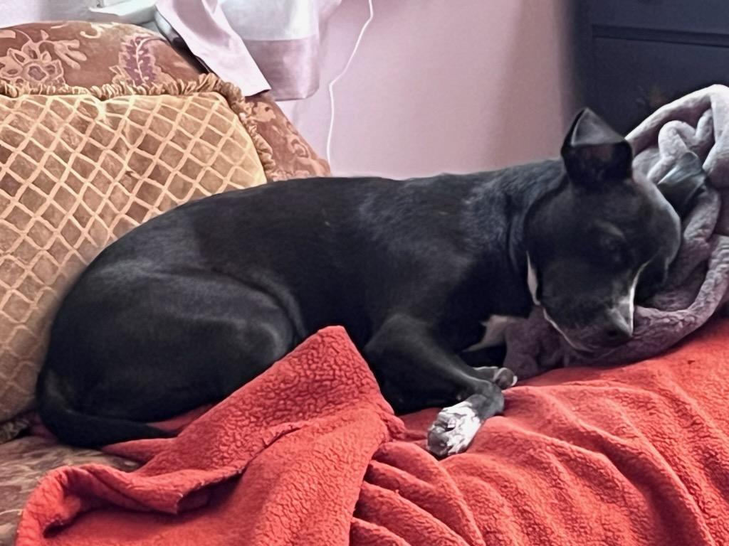 Enlarge Bella, a Adopted mixed breed in Belleville, IL image 5/5