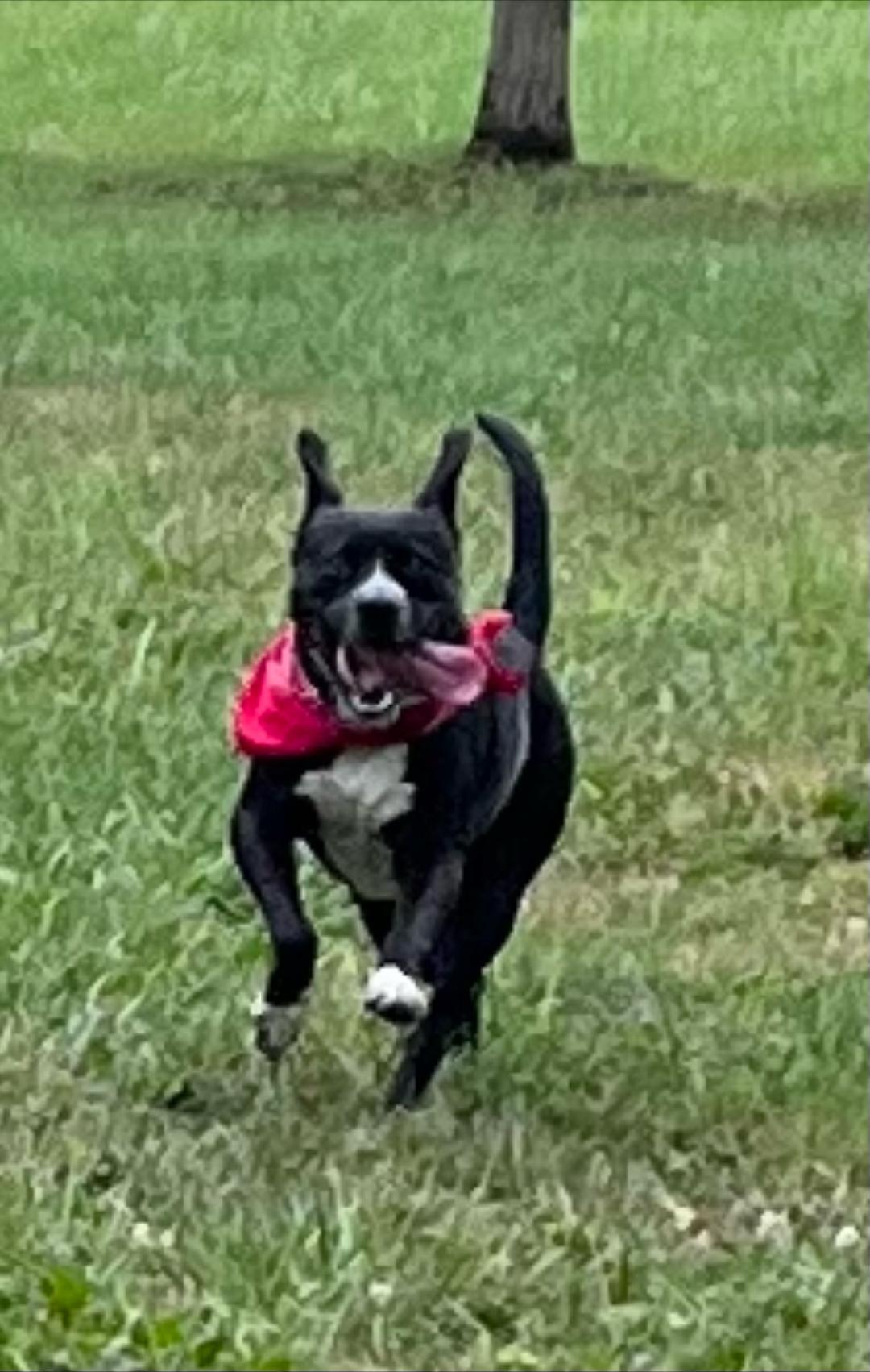 Enlarge Bella, a Adopted mixed breed in Belleville, IL image 4/5