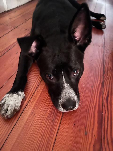 Enlarge Bella, a Adopted mixed breed in Belleville, IL image 3/5