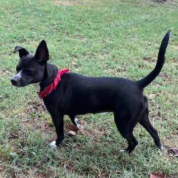 Enlarge Bella, a Adopted mixed breed in Belleville, IL image 2/5