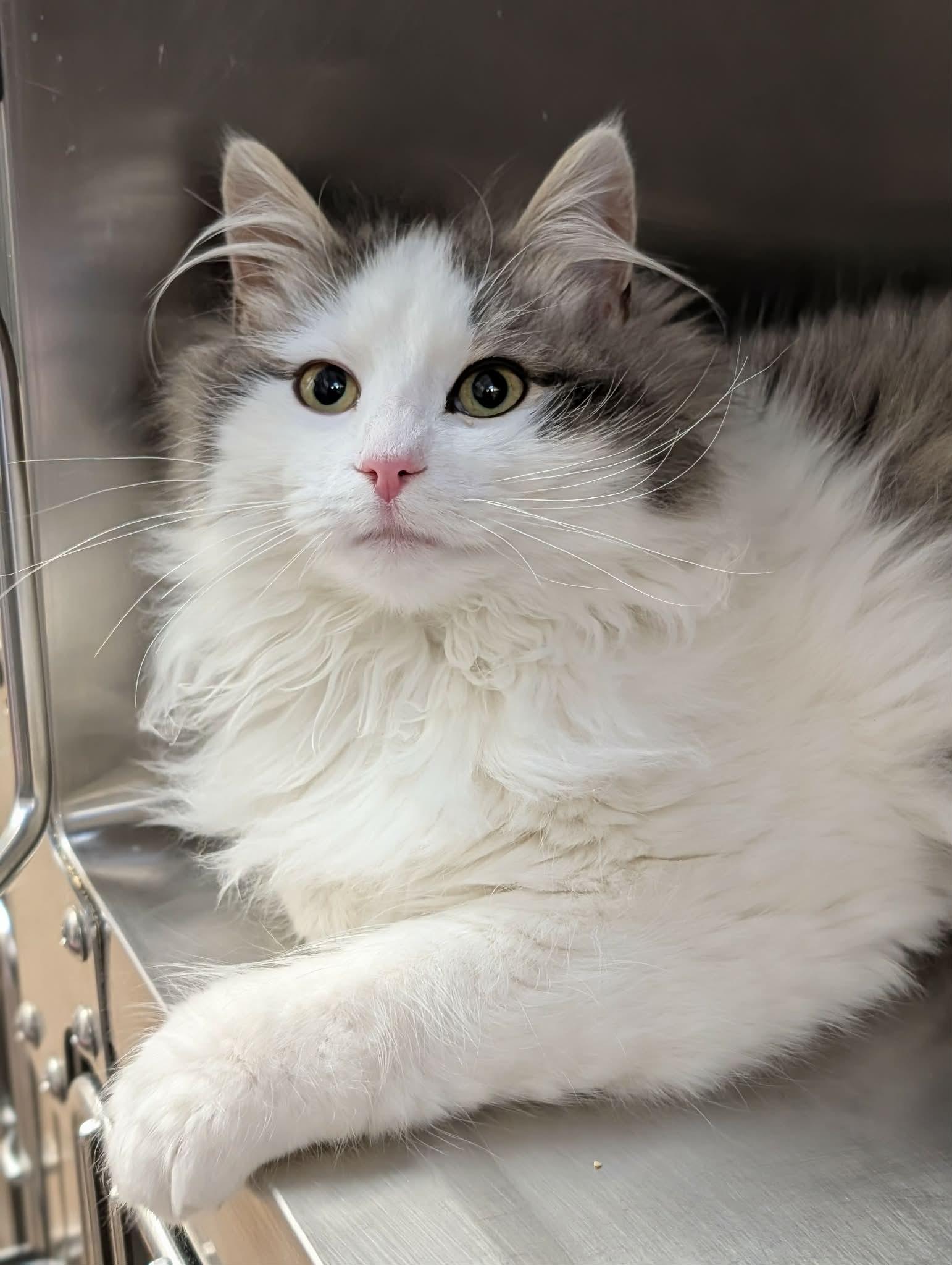 Enlarge Pluto, an adopted mixed breed in Chambersburg, PA image 1/1