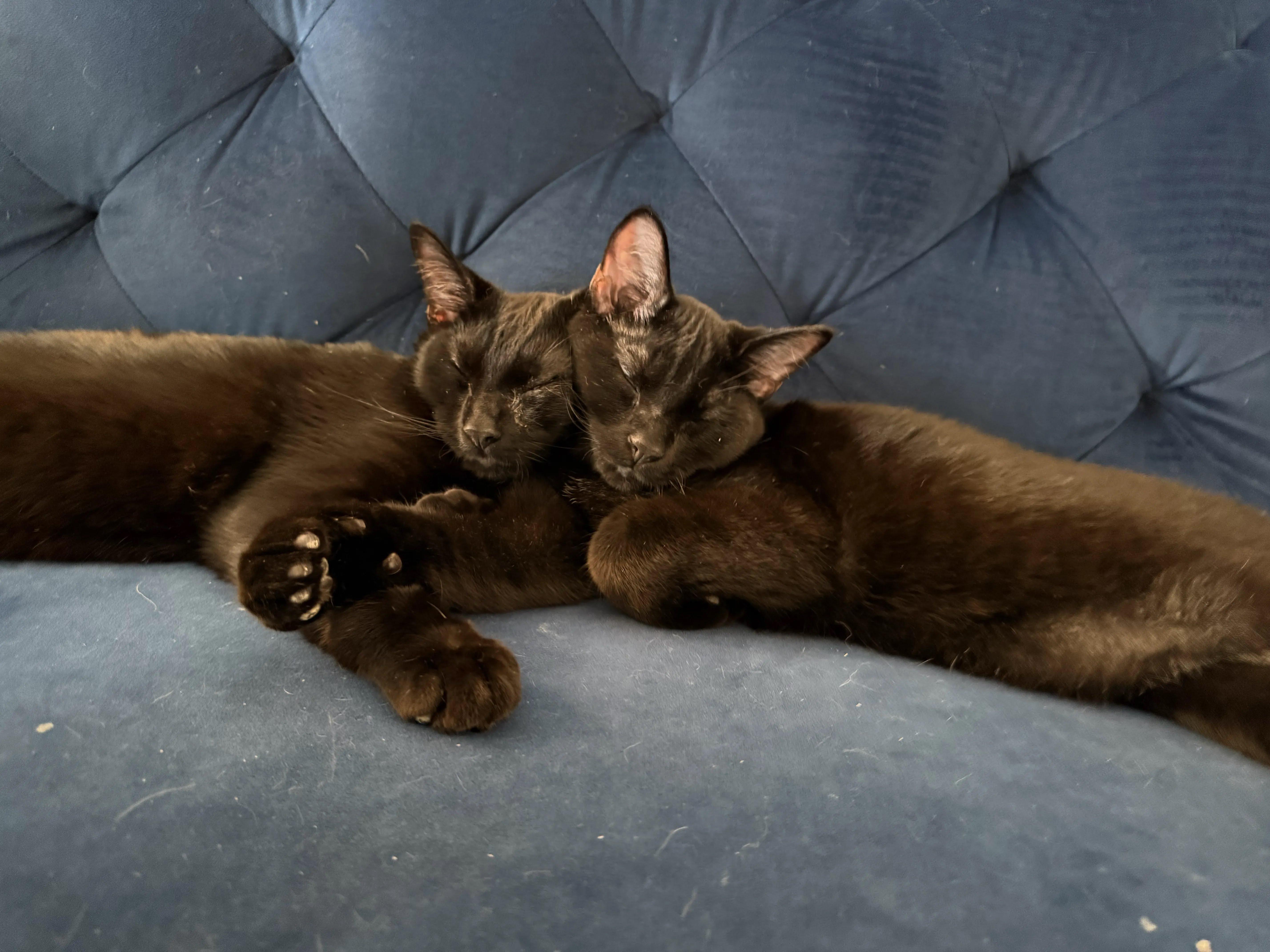 Theo, Adoptable, Kitten Male Domestic Short Hair.