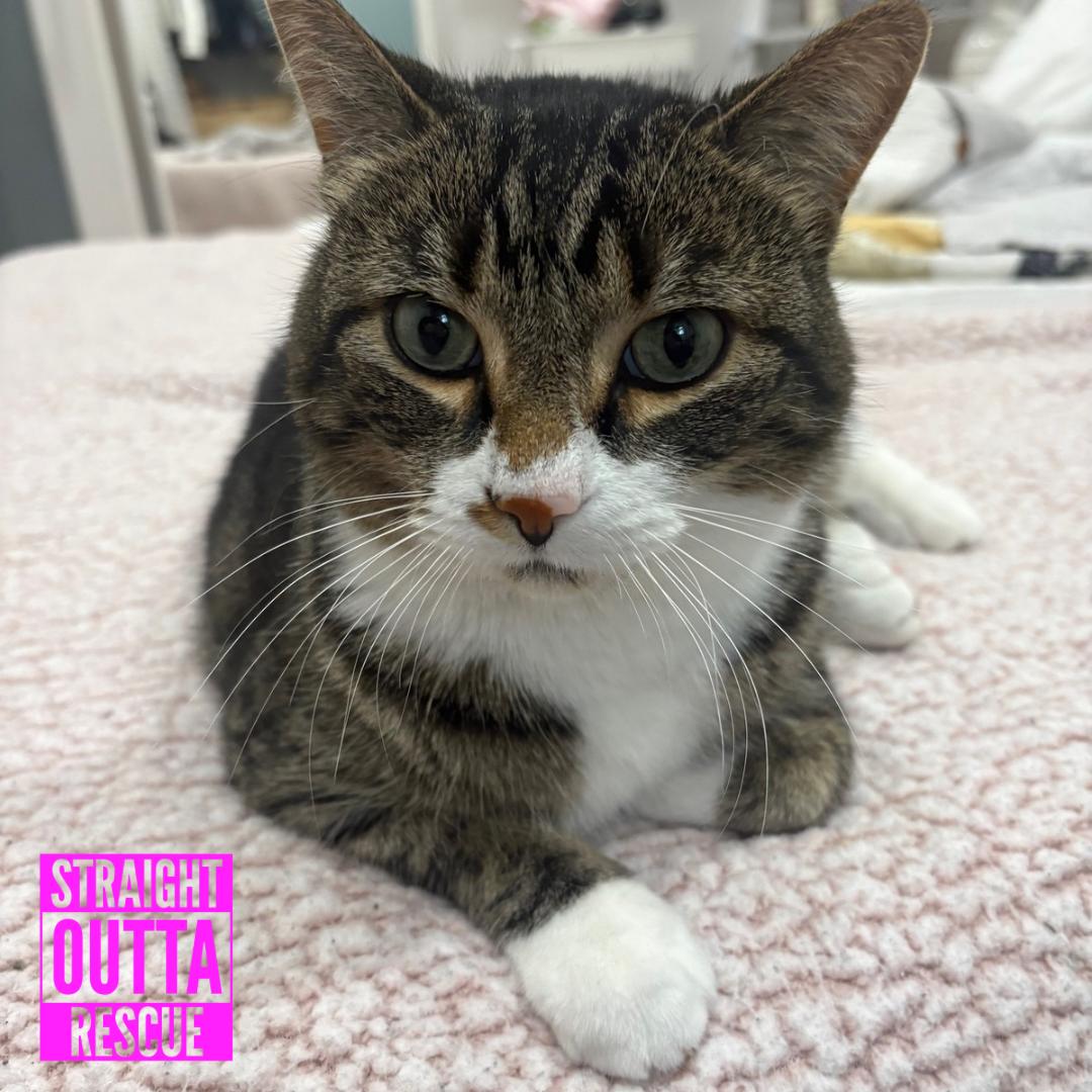 Tide (bonded to Bliss), ADOPTABLE, Adult Male Domestic Short Hair.
