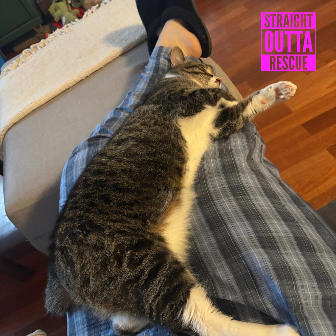 Enlarge Tide (bonded to Bliss), a ADOPTABLE Domestic Short Hair in Vancouver, BC image 3/4