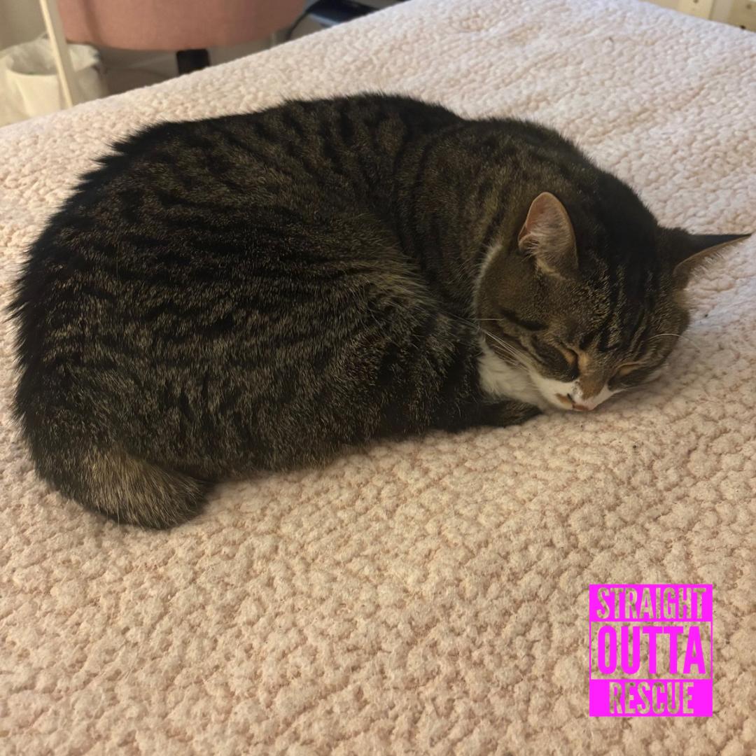 Enlarge Tide (bonded to Bliss), a ADOPTABLE Domestic Short Hair in Vancouver, BC image 4/4