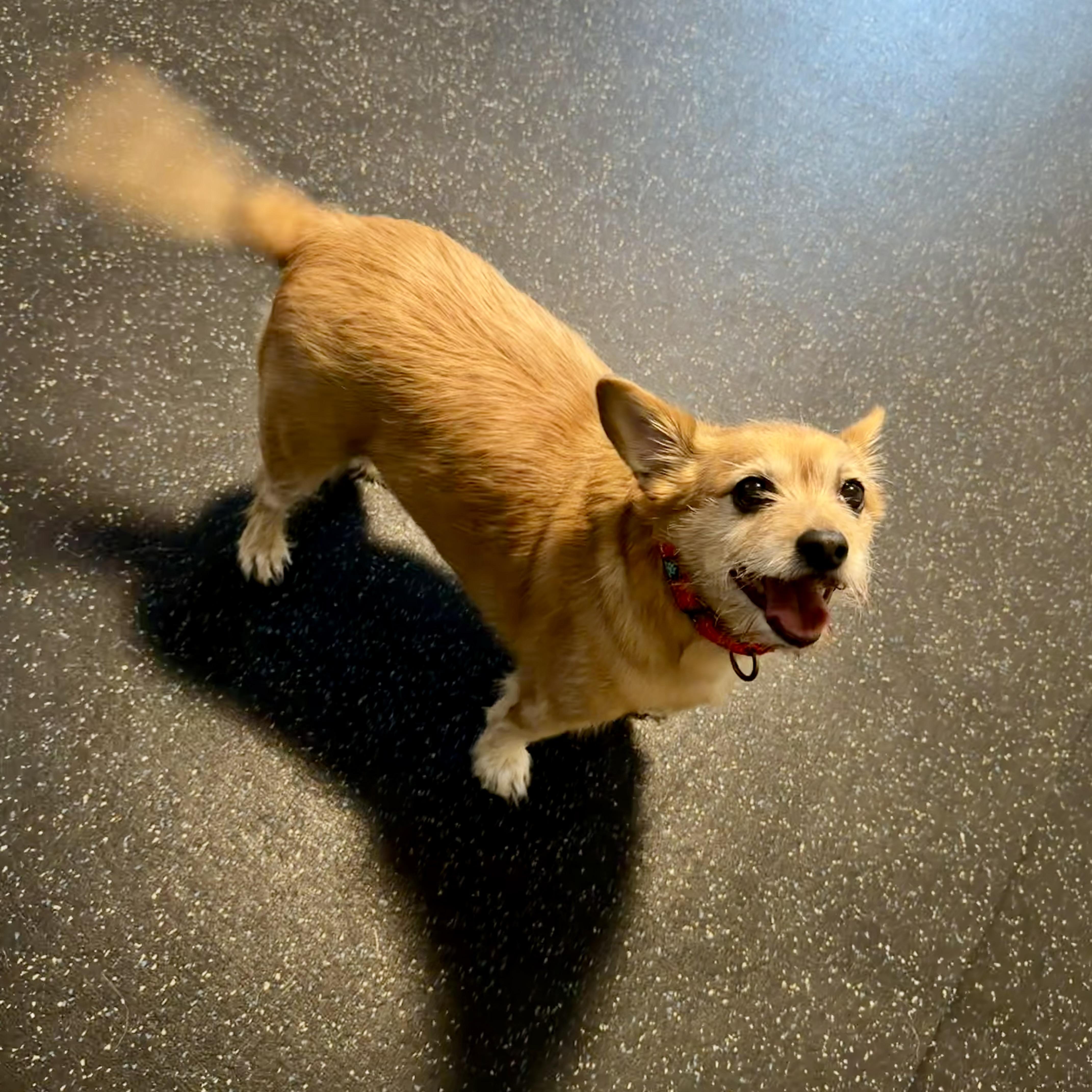 Winston, Adopted, Adult Male Terrier.