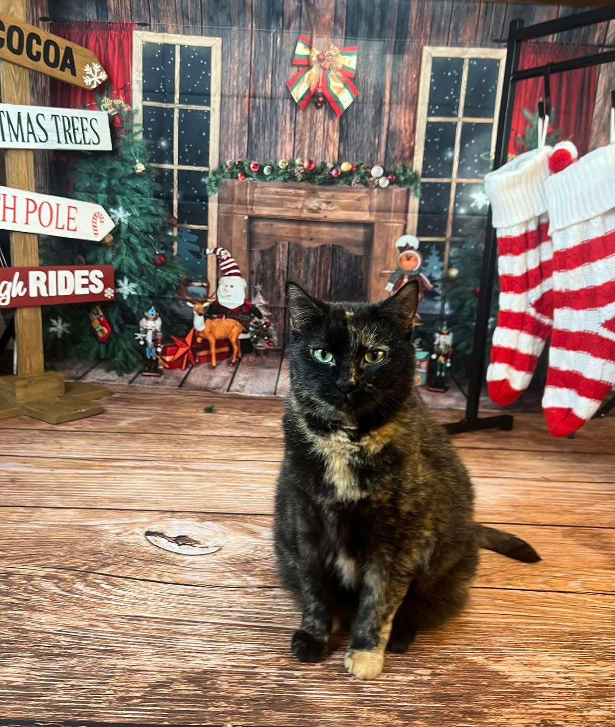 Charlotte, Adoptable, Young Female Domestic Short Hair & Tortoiseshell.