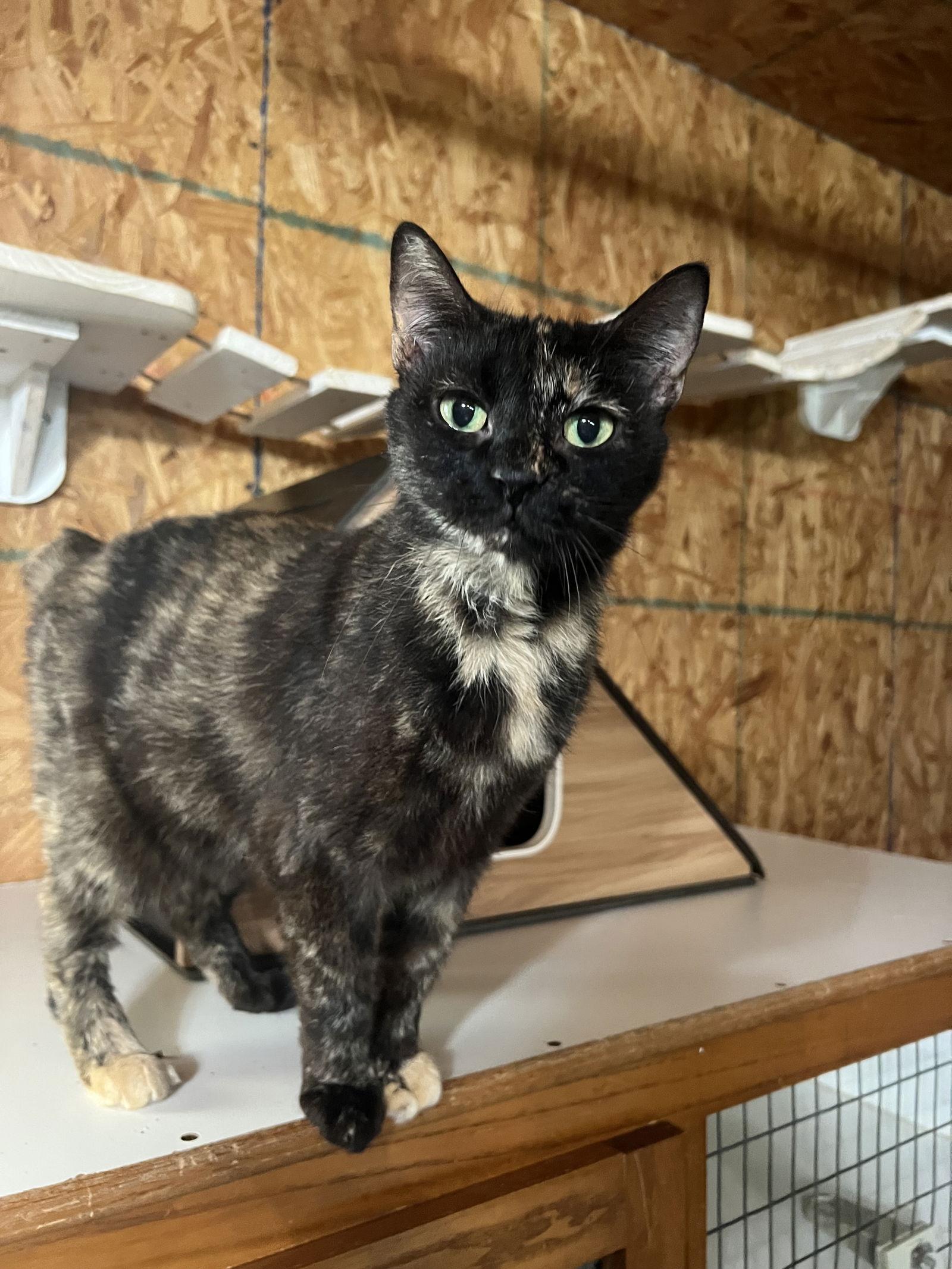 Charlotte, a Adoptable mixed breed in Hammond, LA image 2/2