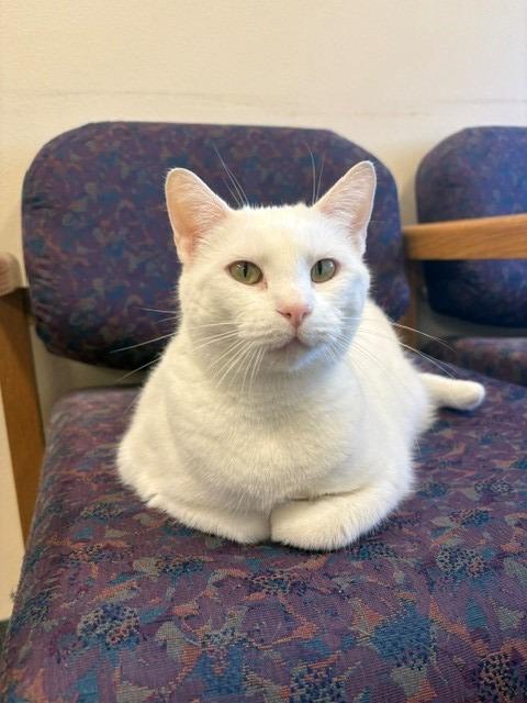 Enlarge Yuki, a Adoptable mixed breed in Ladysmith, WI image 1/5