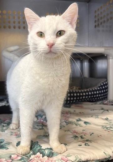 Enlarge Yuki, a Adoptable mixed breed in Ladysmith, WI image 2/3