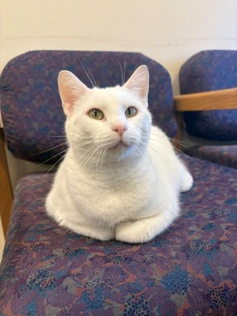 Enlarge Yuki, a Adoptable mixed breed in Ladysmith, WI image 2/5