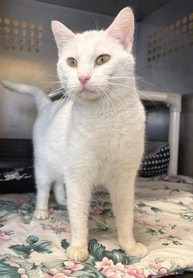 Enlarge Yuki, a Adoptable mixed breed in Ladysmith, WI image 3/3