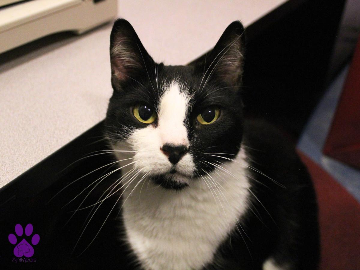 Sunshine, a Adoptable Domestic Short Hair in Missoula, MT image 3/5