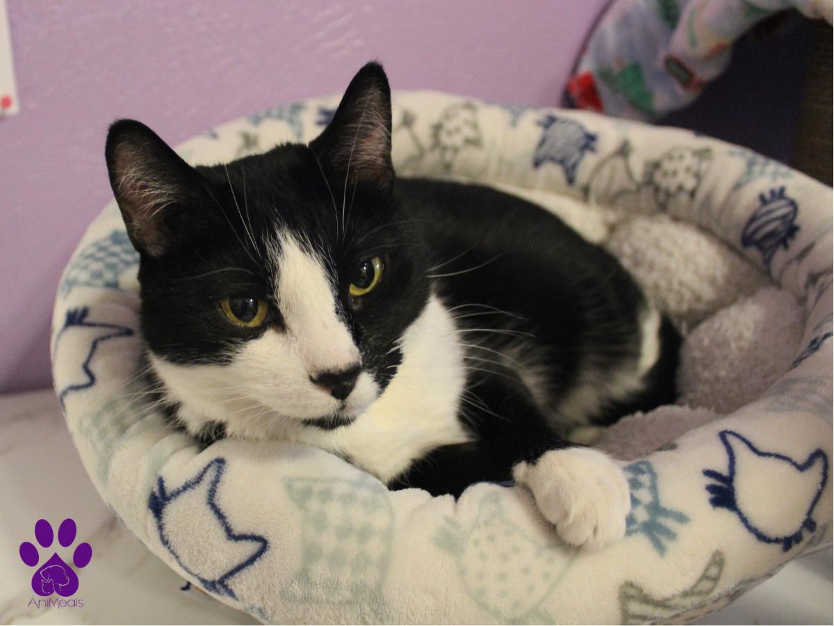 Sunshine, a Adoptable Domestic Short Hair in Missoula, MT image 1/5
