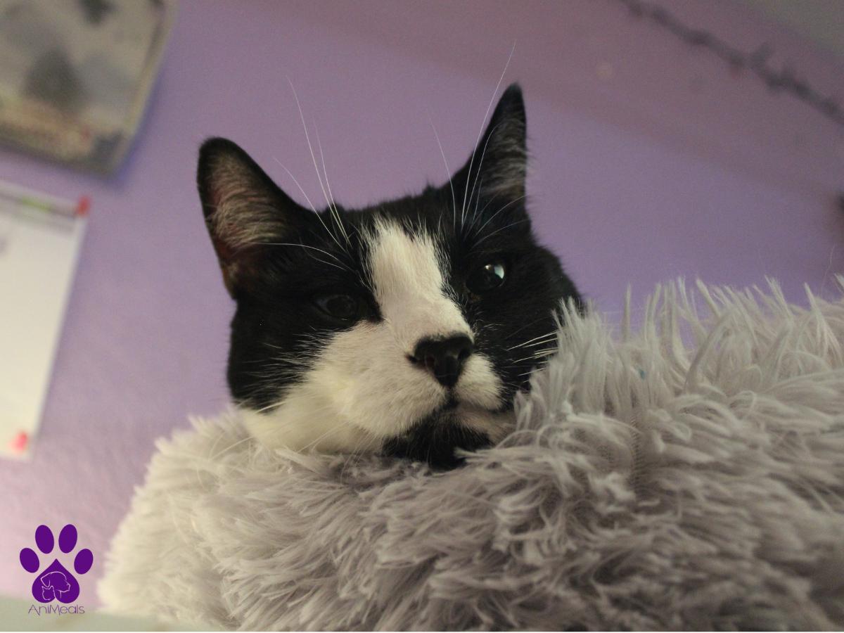 Sunshine, a Adoptable Domestic Short Hair in Missoula, MT image 5/5