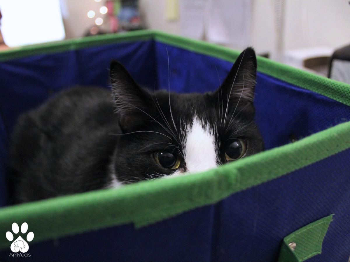 Sunshine, a Adoptable Domestic Short Hair in Missoula, MT image 4/5