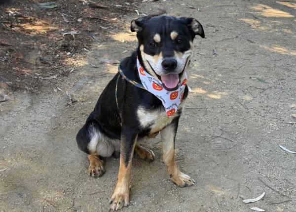 Enlarge Junior, a Adoptable mixed breed in San Gabriel, CA image 1/6