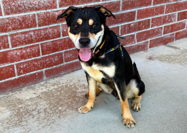 Enlarge Junior, a Adoptable mixed breed in San Gabriel, CA image 2/6