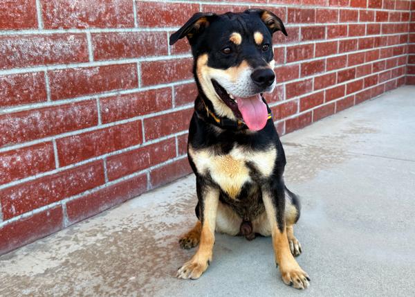 Enlarge Junior, a Adoptable mixed breed in San Gabriel, CA image 3/6