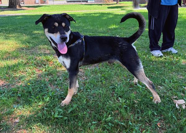 Enlarge Junior, a Adoptable mixed breed in San Gabriel, CA image 4/6