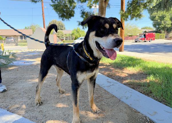 Enlarge Junior, a Adoptable mixed breed in San Gabriel, CA image 5/6