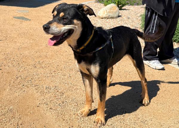 Enlarge Junior, a Adoptable mixed breed in San Gabriel, CA image 6/6