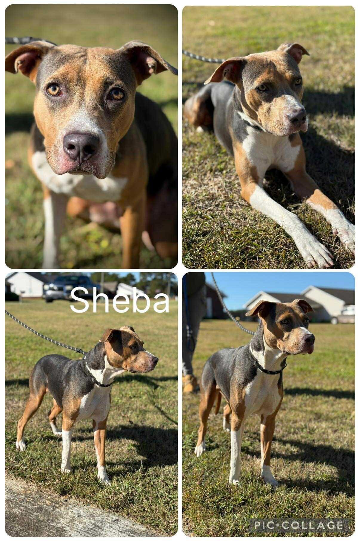Sheba