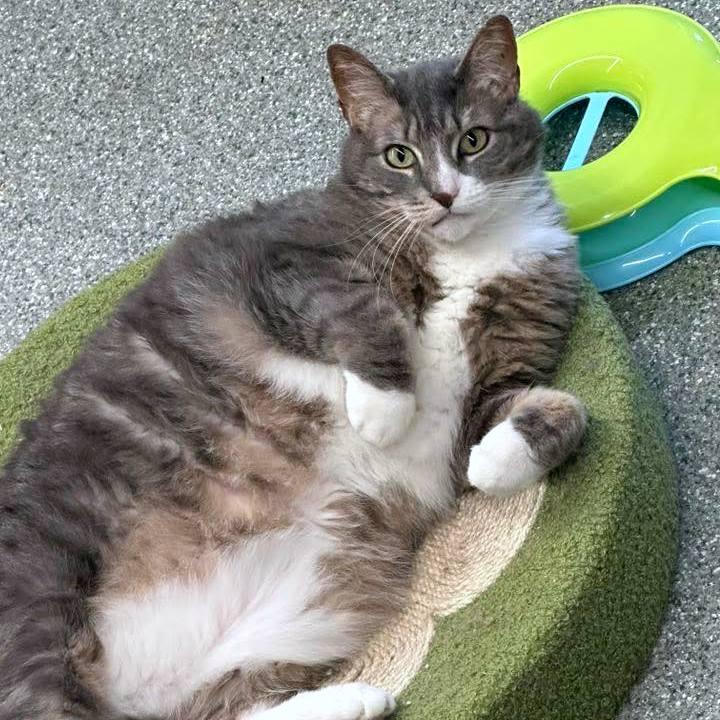 Lilly, Adoptable, Adult Female Domestic Short Hair.