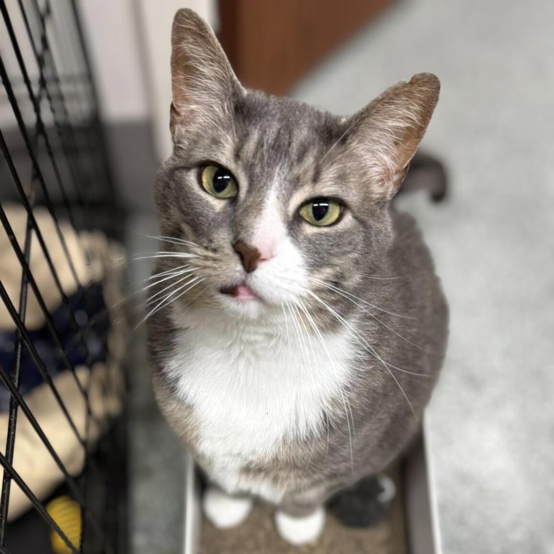 Enlarge Lilly, a Adoptable Domestic Short Hair in Pittsburgh, PA image 3/5