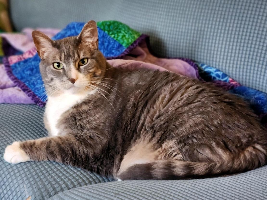 Enlarge Lilly, a Adoptable Domestic Short Hair in Pittsburgh, PA image 4/6