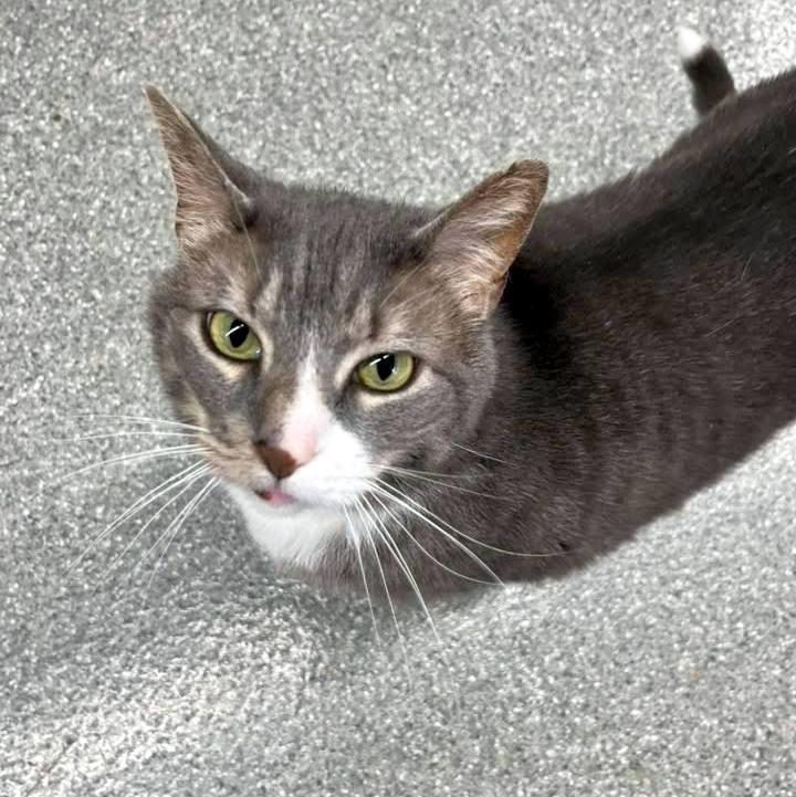 Enlarge Lilly, a Adoptable Domestic Short Hair in Pittsburgh, PA image 6/6